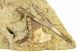 Fossil Dinosaur Bones & Branching Tendon in Sandstone - Wyoming #292624-1